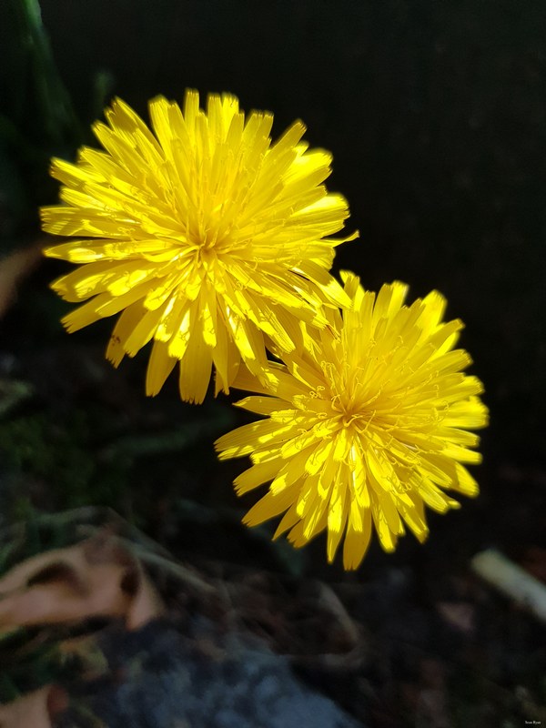 More Wild Flowers Of The Netherlands - 07-Flower_dandelion_Native-Sowthistle-2.7Mb--2020-06-20 16.09.18